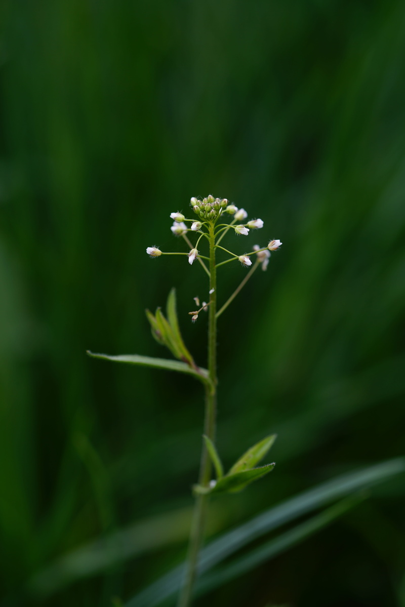 pointed flower, white, outdoors, capsella bursa pastoris, plant stem, shepherds purse herb, close-up, fragility, plant, 8K, capsella, sepal, summer, herb