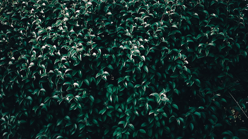 nature, ivy, beauty in nature, outdoors, growth, lush foliage, day, analog, foliage, plant part, full frame, plant, tranquility, leaf, vsco, leaves, green color