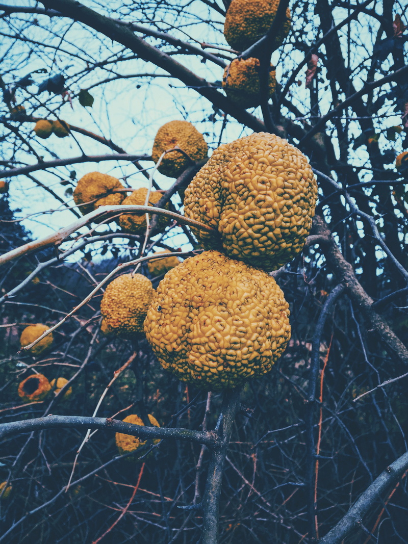 bursa, healthy eating, yellow, no people, focus on foreground, close-up, tree, branch, nature, outdoors, plant, türkiye, food and drink, food, growth, forest
