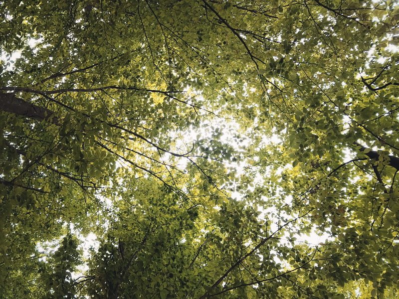 green, sky, land, sun, nature, light, iphone, iphone7, phone, branch, beauty in nature, outdoors, growth, low angle view, leaves, sunny, bamboo - plant