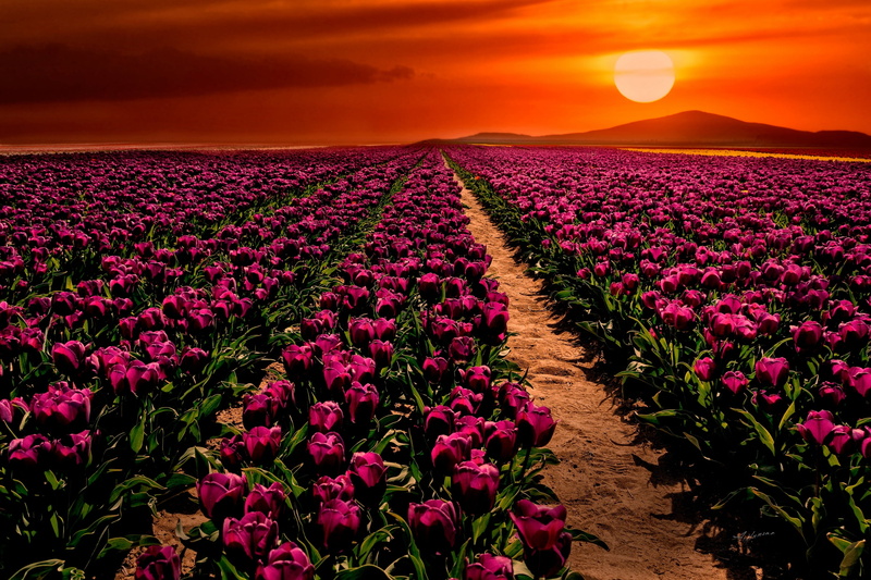 growth, flower head, land, sky, 2K, petaled, no people, beauty in nature, scenics - nature, environment, pink color, flowers, bright, Çumra, plant, flowering plant