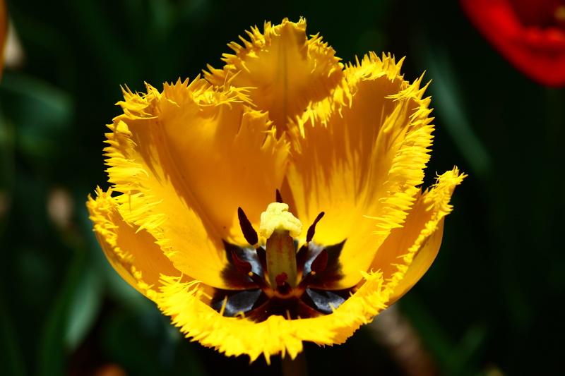 beauty in nature, konya, fragility, inflorescence, close-up, nature, Spring, day, vulnerability, plant, pollen, growth, focus on foreground, flower head