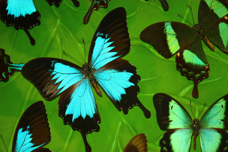 summer, multi Colored, butterfly - Insect, backgrounds, konya, invertebrate, growth, wildlife, close-up, nature, macro, butterfly valley, animal, tropical butterfly