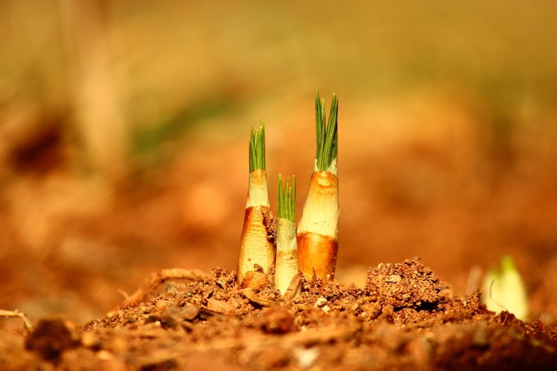 spring, close-up, field, social issues, outdoors, land, selective focus, 5K, day, no people, crocus blossom, beauty in nature, wine, konya, vegetation