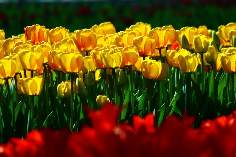 flowerbed, vulnerability, 5K, green color, flowering plant, freshness, inflorescence, no people, flower head, outdoors, petal, spring, red, beauty in nature