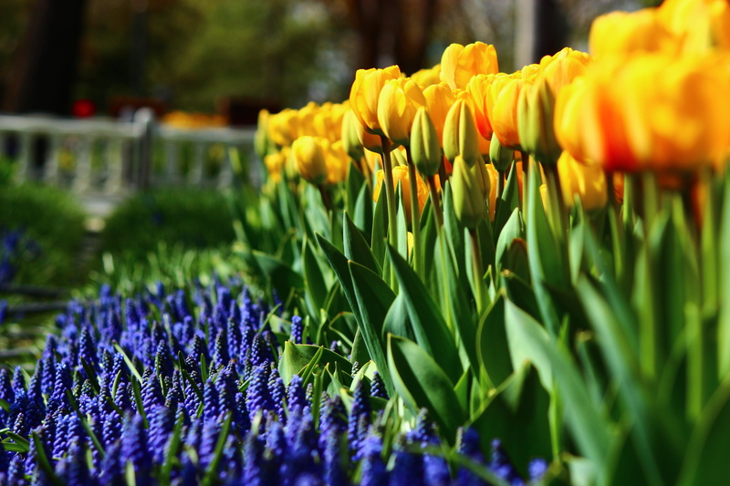 nature, Regular, ornamental garden, botany, Tulips, purple, Spring, day, flower head, regular tulips, no people, close-up, fragility, selective focus, garden