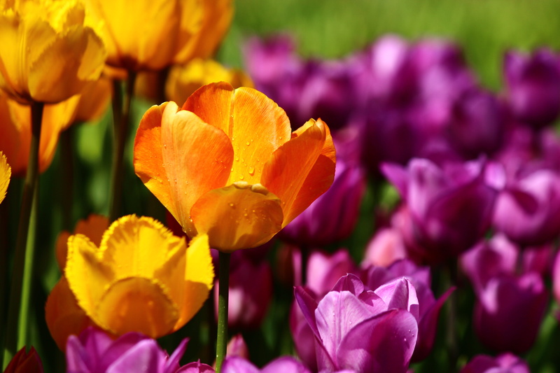gardening, fragility, yellow tulips, flowerbed, plant, 5K, flowering plant, Yellow, close-up, garden, Konya, selective focus, growth, flower, outdoors