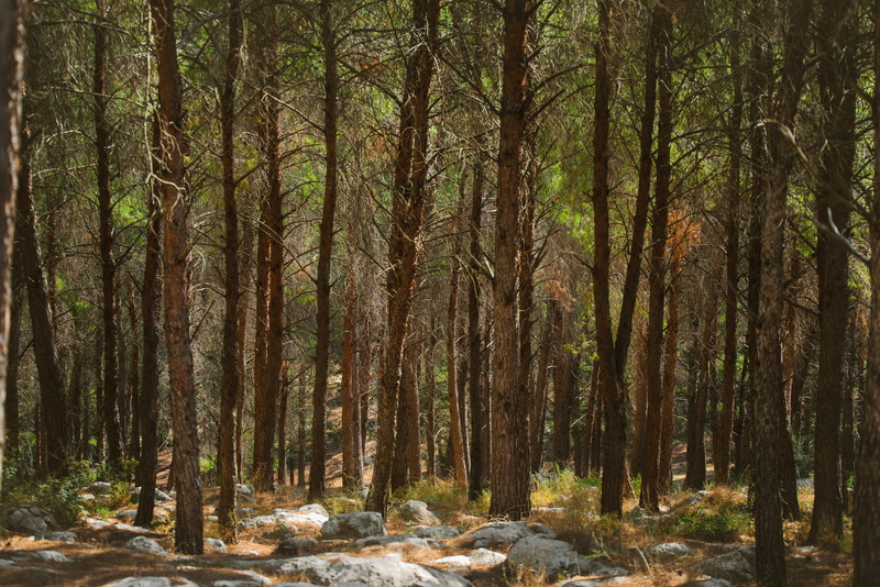 trees, woodland, growth, tree, tranquility, israel, beauty in nature, kiryat ata, bamboo - plant, trunk, 5K, sunlight, tranquil scene, scenics - nature