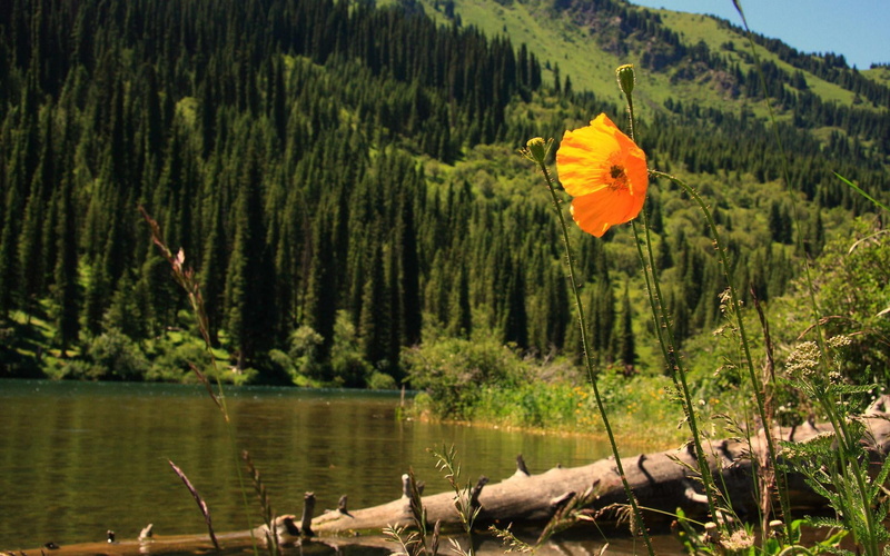 Kazakhstan, Kolsay Lake, outdoors, Alma-ATA, scenics - nature, green color, forest, no people, water, orange, animal, flower, tree, 1080P, poppy, growth