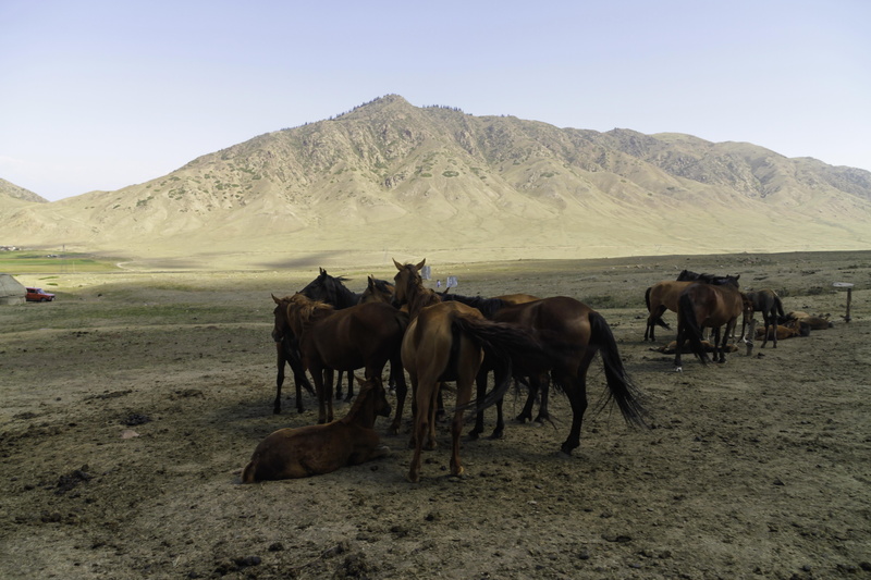 Kyrgyzstan, animal, WORLD, Ata, mountains, wild, kgz, nature, herd, Tian-Shan, hiking, mountaineering, desert, brown, Climbing, horse, landscape, photography