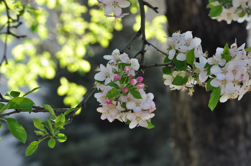 flower, no people, flowering plant, growth, Alma-Ata, inflorescence, 4K, petal, cherry tree, pink color, fragility, day, beauty in nature, tree, leaf