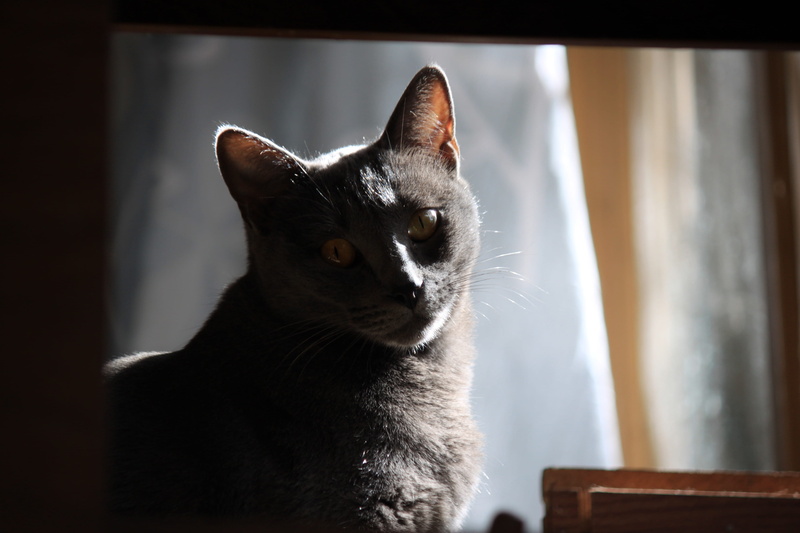 portrait, mammal, looking, domestic cat, one animal, animal themes, domestic, animal body part, grey, animal head, near, gray, Pet, furred, whisker, focus on foreground