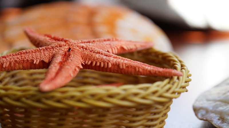 sea, freshness, wellbeing, food and drink, healthy eating, bi, food, close-up, marine, raw food, animal, ata, indoors, selective focus, 8K, basket, seafood