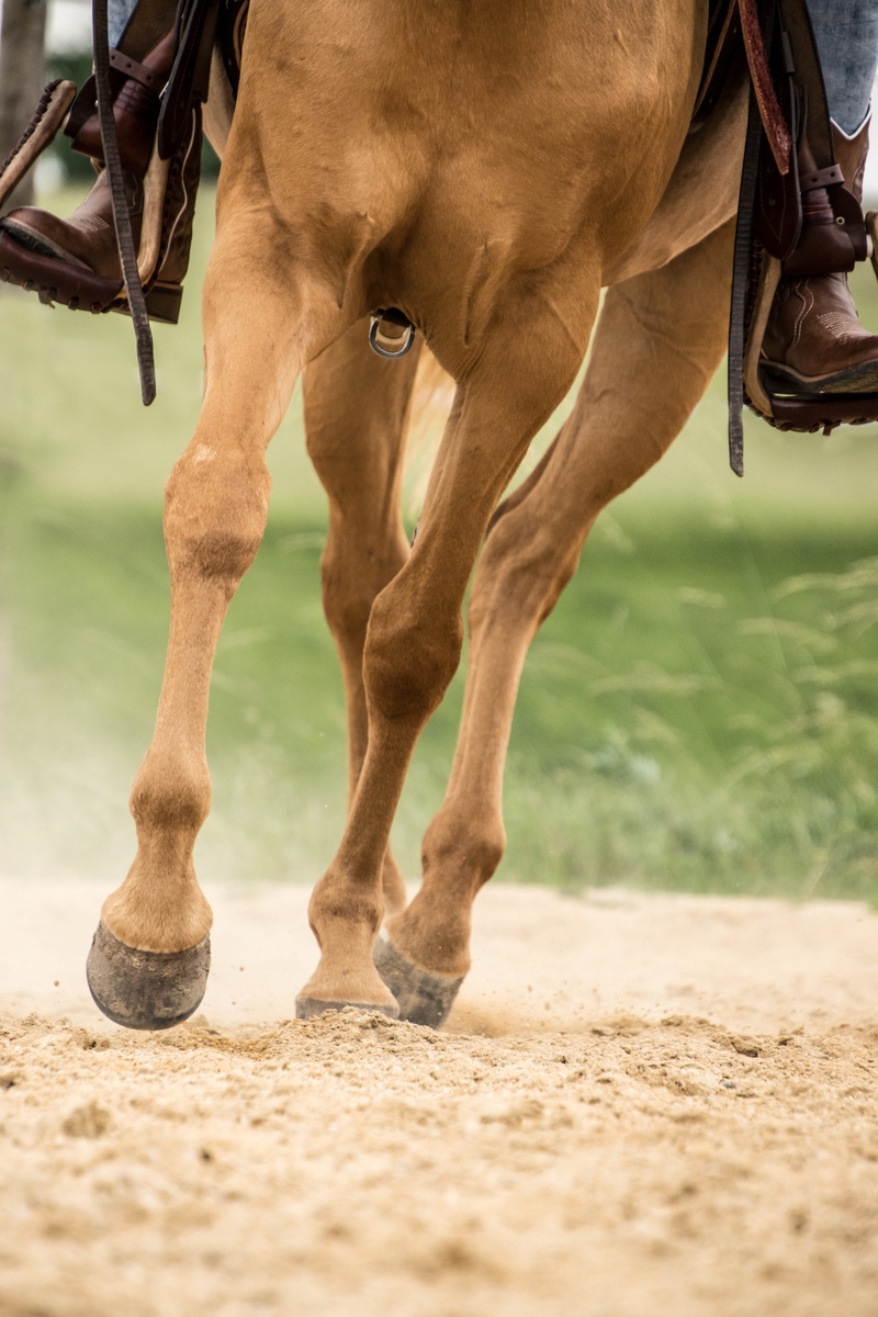 animal themes, herbivorous, domestic animals, land, animal body part, movement, hoof, vertebrate, animal, 5K, working animal, animal head, animal leg