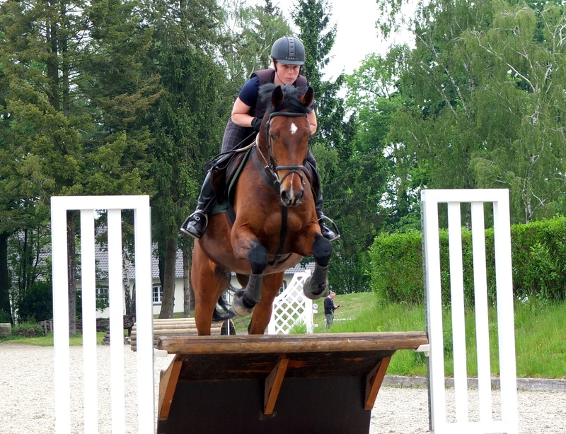 versatility, horse, livestock, one animal, domestic animals, show jumping, outdoors, gelding, warmblut, tree, 2K, domestic, eventing, real people, animal themes