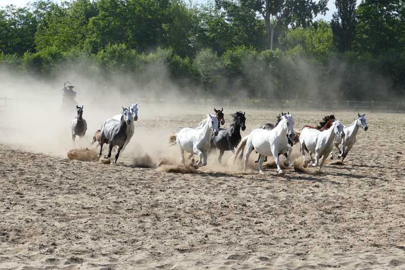 group of people, reiter, 2K, large group of animals, livestock, Horses, riding, herd, agriculture, animal, sand, flock, group of animals, galloping, farm