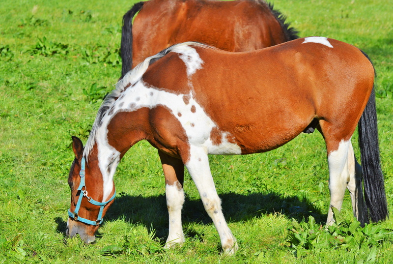 field, nature, pferdeportrait, mare, reiterhof, plant, livestock, brown, grass, coupling, animal, 5K, head, ride, equestrian, green color, herbivorous