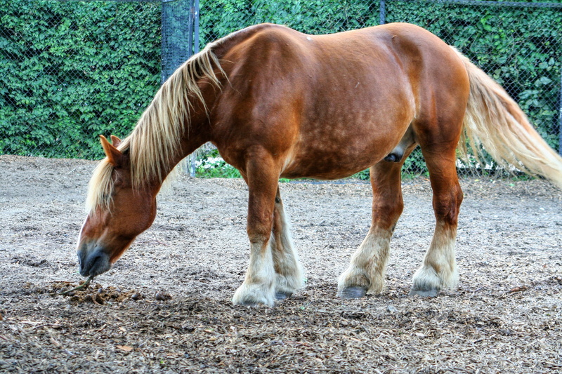 ears, ride, land, nature, 2K, agriculture, stall, trot, animal, animal themes, herbivorous, horse, pulling horse, ross, nostrils, mane, livestock, domestic animals