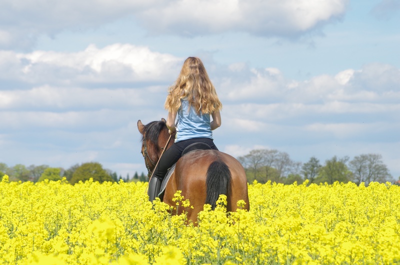 mammal, flower, beauty in nature, yellow, ride, domestic, together, relationship, domestic animals, cloud - sky, animal, vertebrate, land, outdoors, 4K