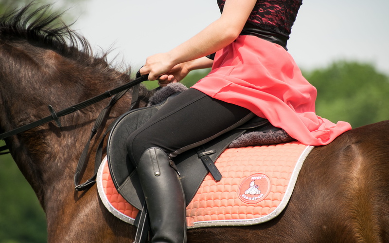 domestic animals, care, 5K, daytime, in the, pets, ride, horseback riding, riding, sitting, animal wildlife, vertebrate, domestic, human body part, day