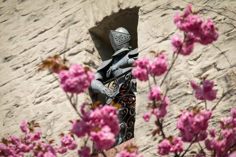 eifelburg, castle, historically, eifel, ritterruestung, outdoors, harnisch, plant, low angle view, focus on foreground, wall - building feature, cherry blossom