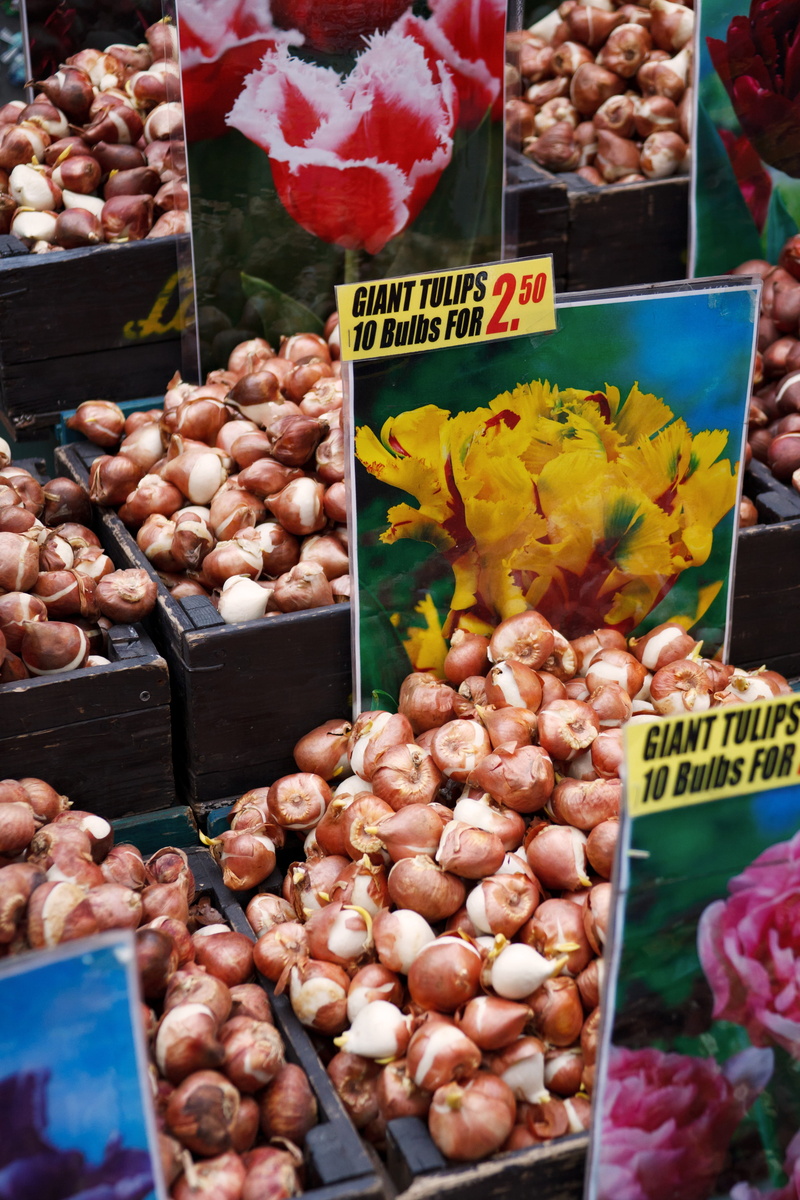 nature, wellbeing, 4K, container, choice, retail, seed, for sale, business, abundance, Bulb, flower, price tag, Amsterdam, tulip, Brown, group, variety