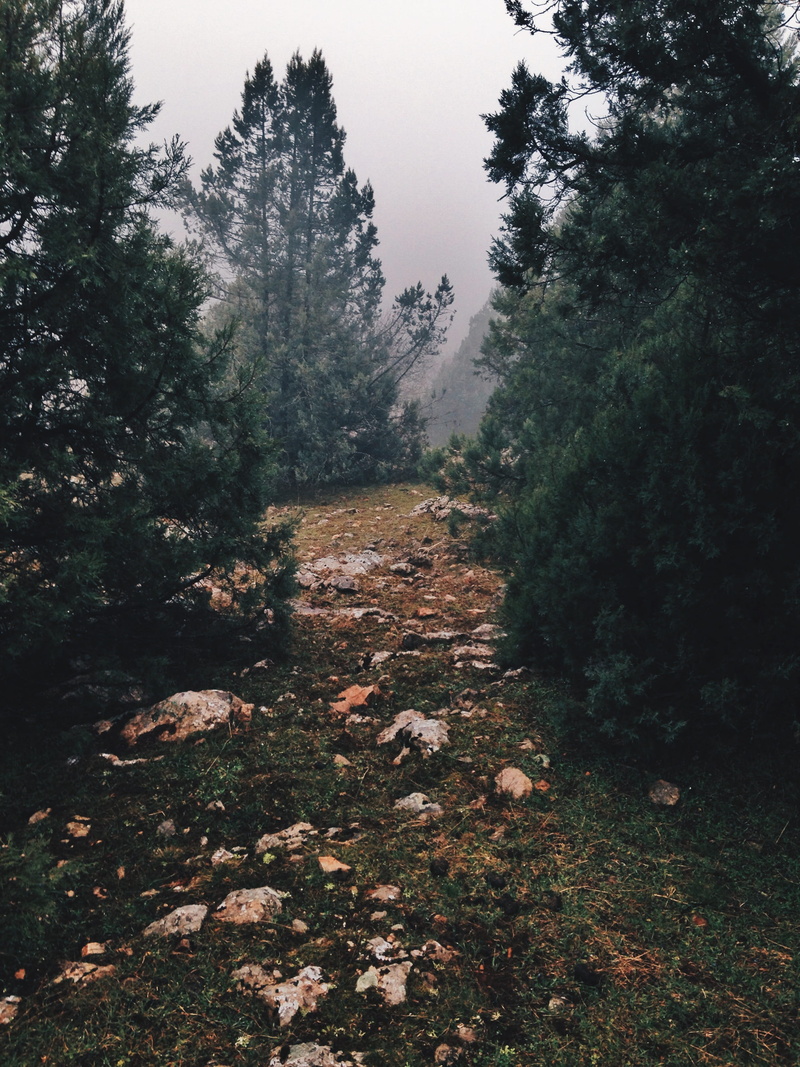 nature, woods, sky, trees, 2K, leaf, environment, day, leaves, plant part, russia, mood, beauty in nature, land, plant, crimea, non-urban scene, tranquil scene
