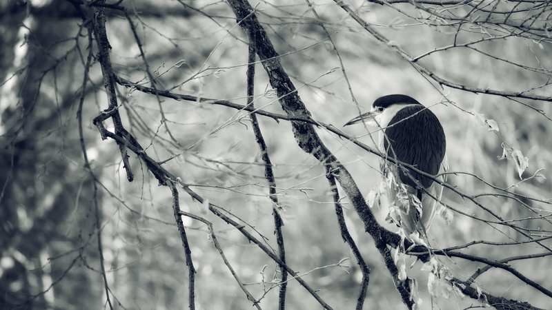 bird, Heron, ago, branches, winter, 1080P