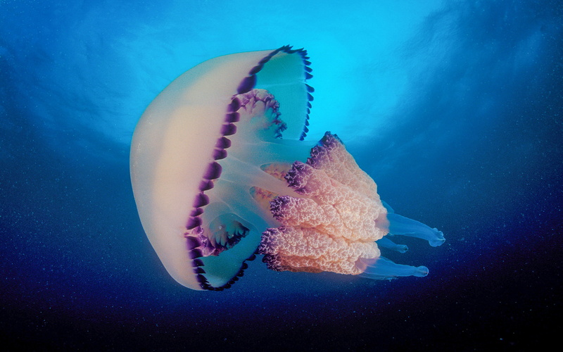 no people, mind, one animal, animal themes, blue background, close-up, sea life, blue, outdoors, invertebrate, water, nature, sea, animal, fish, life, blood