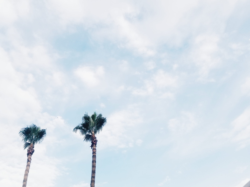 tropical climate, samsung s8, morocco, coconut palm tree, palm tree, marrakech, day, tall - high, cloud - sky, plant, africa, samsung, tropical tree, scenics - nature