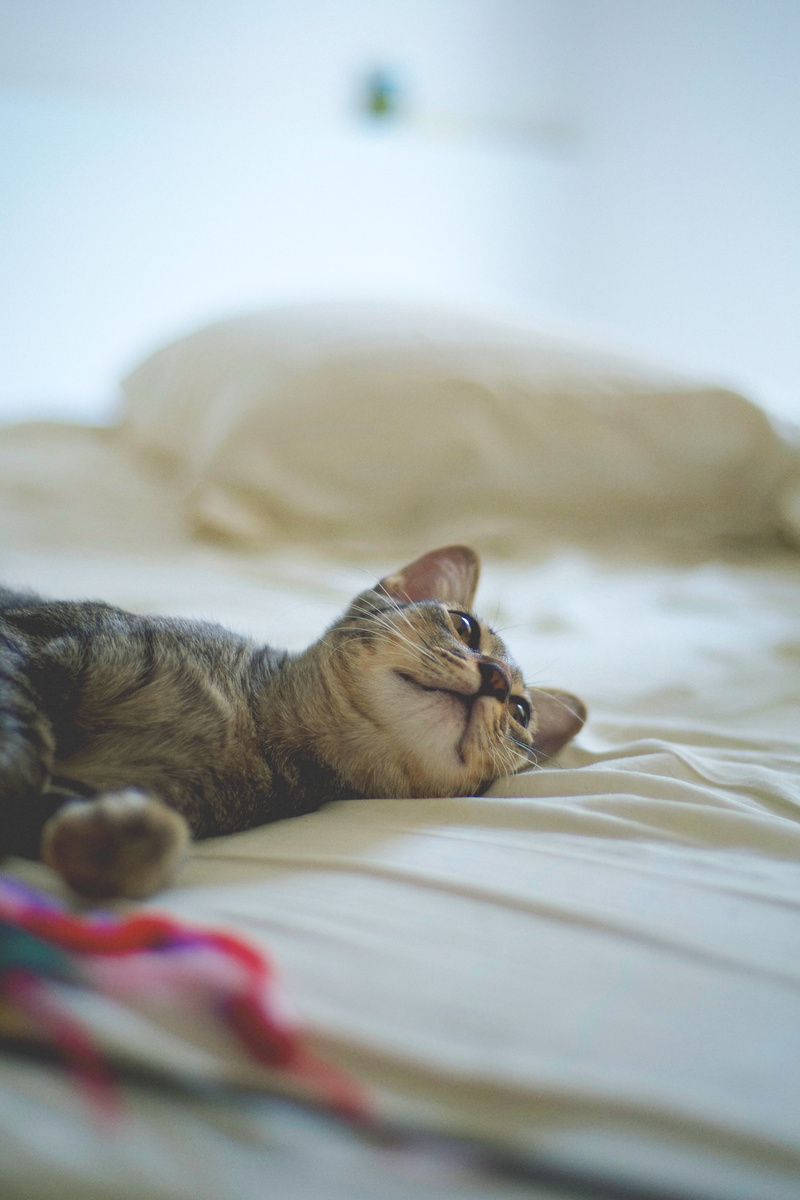 small, cute, mackerel, 4K, domestic, Thailand, sleeping, Fujifilm  X-Pro1, x  x, kitten, siamese cat, brown, animal, lazy day, life, art, siamese, lens