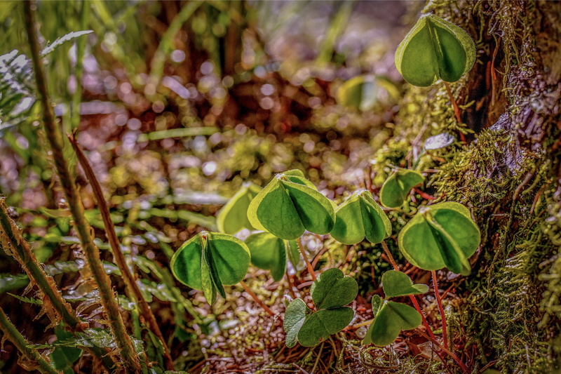 mystical, lucky charm, magical, magic, atmospheric, symbol, atmosphere, lucky messenger, shamrocks, mood, day, field, plant part, outdoors, growth, leaf