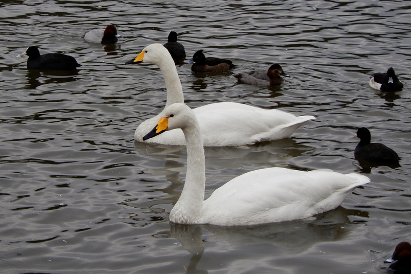 no people, nature, swimming, animal family, natural, day, swan, lake, cygnet, zoology, white color, floating on water, water, 4K, winter, animal, beauty in nature