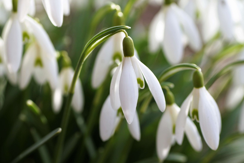 vulnerability, growth, plant stem, no people, garden, beauty in nature, spring, snowdrop, nature, petal, fragility, day, springtime, snowdrops, flowering plant