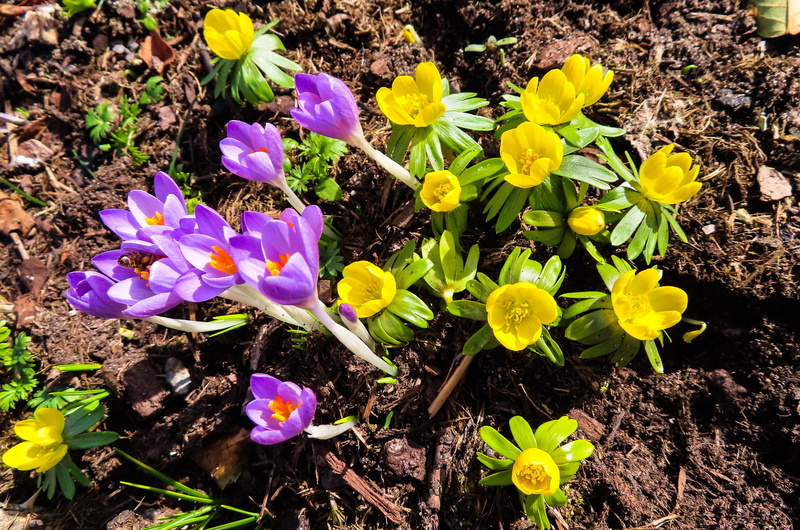 freshness, yellow, blossom, beauty in nature, 4K, fragility, flowers, flower, garden, day, nature, iris, high angle view, crocus, field, plant, land, growth