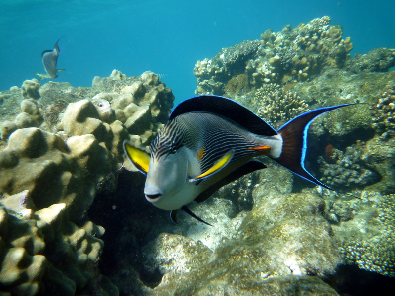 red sea, 4K, pet, nature, group of animals, sea life, egypt, animal themes, black, gray, photo, animals in the wild, swimming, rock, vertebrate, undersea