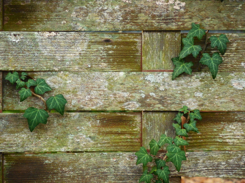 distressed, green, creeper plant, creeping, weathered, worn, plants, day, leaves, wall - building feature, no people, frame, damp, wall, outdoors, nature