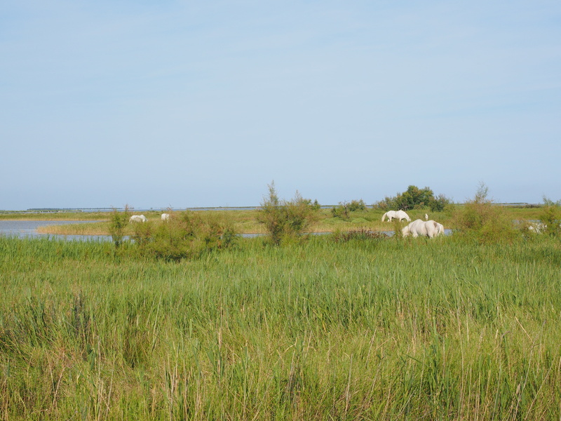 animal wildlife, mammal, horses, saltwater-lagoon, lakes, grass, 4K, bouches-du-rhône, animals in the wild, land, outdoors, animal themes, tranquil scene