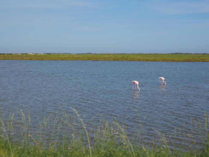 salty, nature park camargue, water, france, provence-alpes-côte dazur, group of animals, outdoors, vertebrate, lake, 4K, plant, bogs, sky, lagoon, camargue