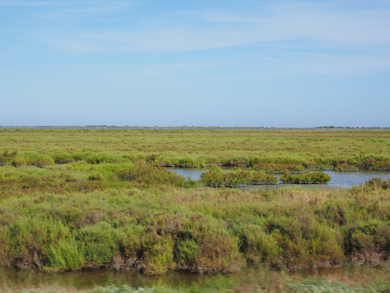 environment, sky, non-urban scene, 4K, wetland, animal themes, bogs, green color, animal, lakes, france, beauty in nature, swamp, day, no people, marsh