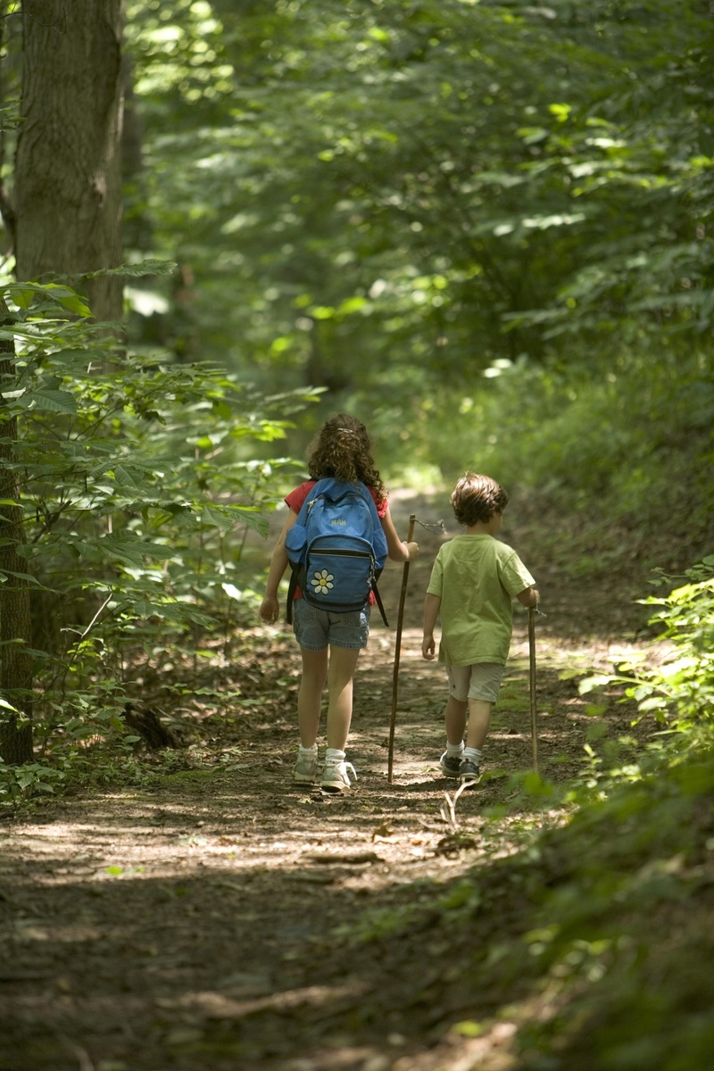 walking, forest, backpack, day, footpath, girl, outdoors, positive emotion, hiking, 2K, females, full length, boy, daytime, rear View, males, tree, casual clothing