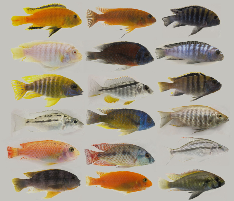 cichlid, 8K, tropical, fish