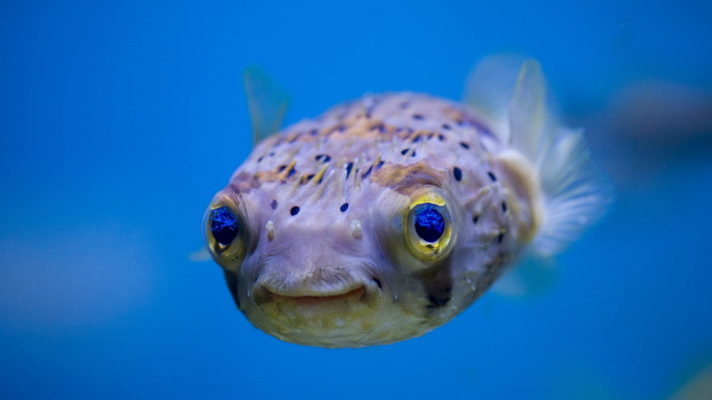 blowfish, one animal, close-up, underwater, blue background, animal, blobfish, animals in the wild, no people, water, undersea, swimming, tropical fish