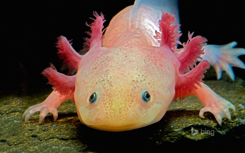 water, swimming, one animal, undersea, animal, marine, vertebrate, no people, nature, mouth open, axolotl, close-up, fish, animal wildlife, beige, 1080P