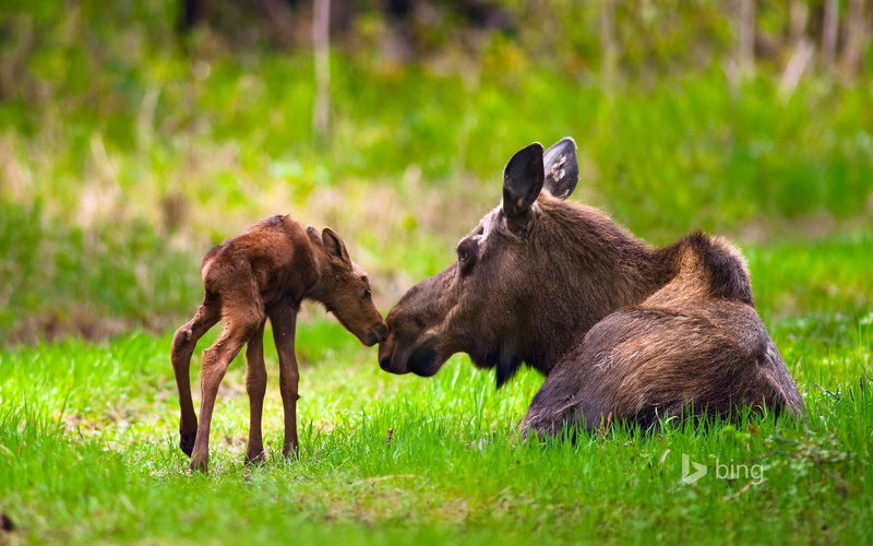  vertebrate, nature, group of animals, animal, brown, moose, young animal, aggression, outdoors, animals in the wild, side view, bing, two animals