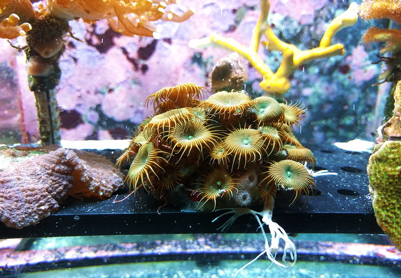 no people, undersea, fish, nature, aquarium, day, inside, outdoors, growth, reef, underwater, animal, 4K, corals, sea life, animal wildlife, sea, close-up