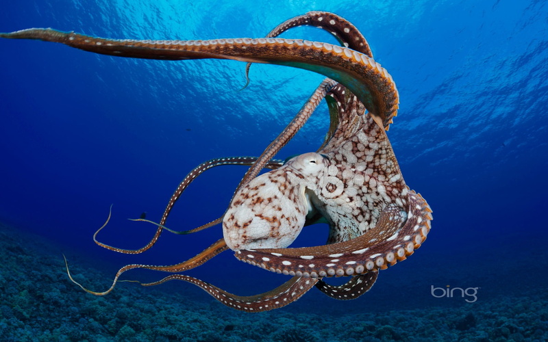 blue, brown, 1080P, sea life, no people, nature, invertebrate, animal, animals in the wild, bing, sea, animal wildlife, swimming, tentacle, illustration