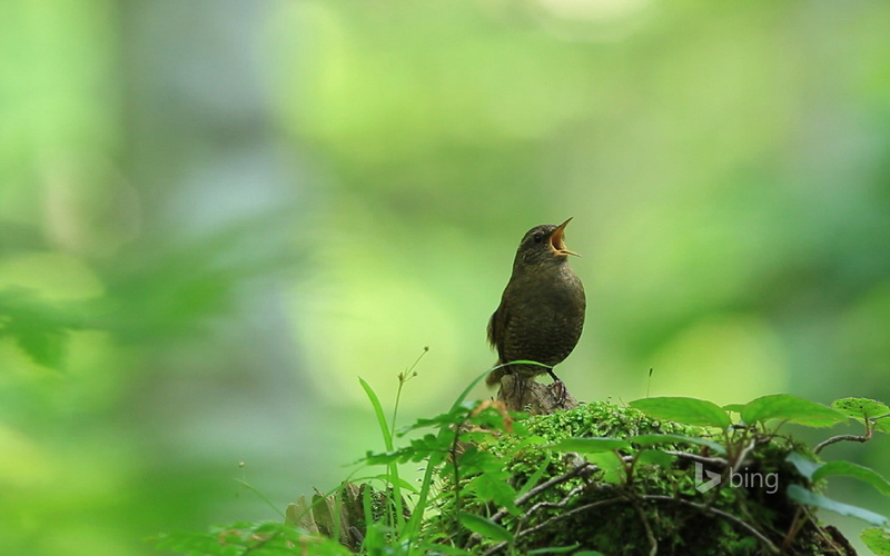 grassland, rainforest, animal, brown, selective focus, nature, focus on foreground, one animal, chirping, short, beaked, perching, animal wildlife, plant
