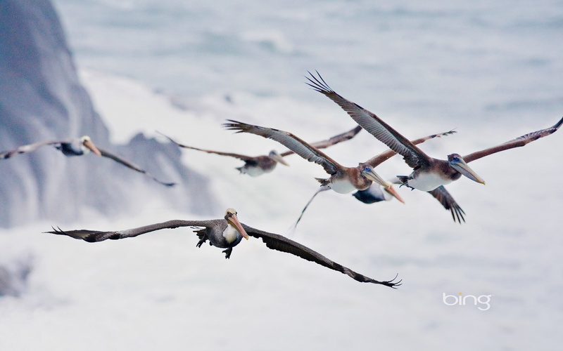 nature, animals in the wild, bird, large group of animals, pelicans, animal, mid-air, animal wildlife, seagull, beauty in nature, group of animals, motion