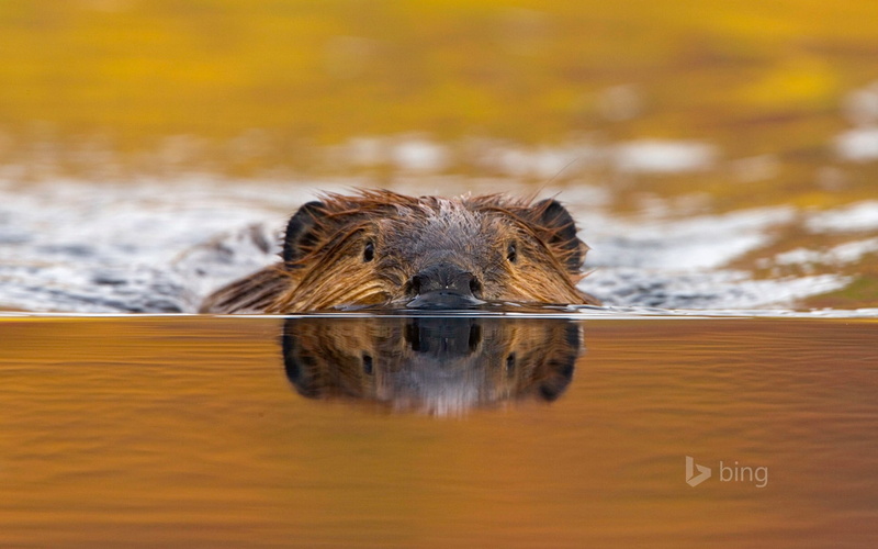 vertebrate, 1080P, swimming, portrait, animal body part, animal wildlife, theme, water, snow, selective focus, bing, no people, animals in the wild